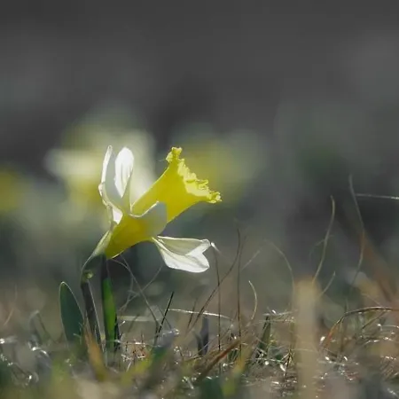 Maison Lumineuse Avec Sauna, Terrasse Sud, Proche Gerardmer, Animaux Acceptes - Fr-1-589-369 Feriehus Gérardmer