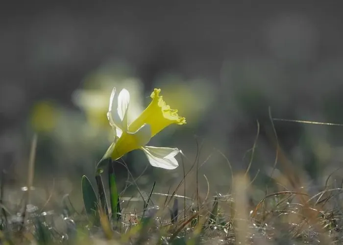 Maison Lumineuse Avec Sauna, Terrasse Sud, Proche Gerardmer, Animaux Acceptes - Fr-1-589-369 Prázdninový dům Gérardmer